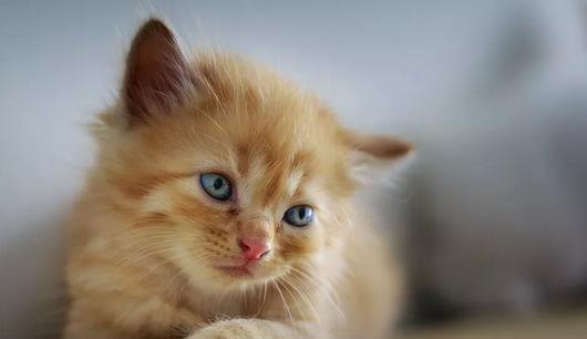 如何让宠物猫快速成长（掌握正确的喂养方法）