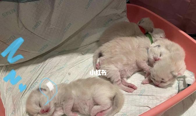 如何确定一个月小猫的喂食量（一份宠物养育指南）