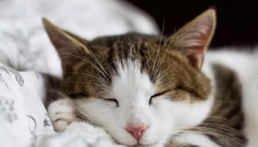 掌握小猫体温的正常范围，关注宠物健康（掌握小猫体温的正常范围）