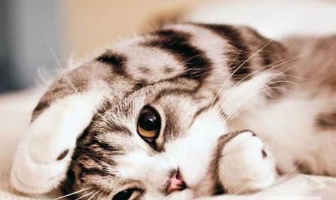揭秘小猫的温度，你知道多少（以宠物为主）