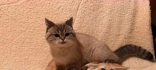 背后出击——小猫的偷袭战术（揭秘宠物猫的玩耍习惯）