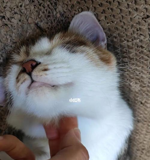 小猫为什么喜欢咬人咬东西（探究宠物小猫的口腔习惯）