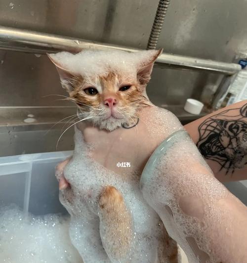 小猫洗澡需要注意的事项（以宠物为主）