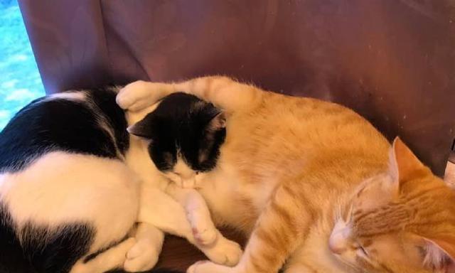 小猫意外窒息死亡的故事（宠物窒息急救方法）