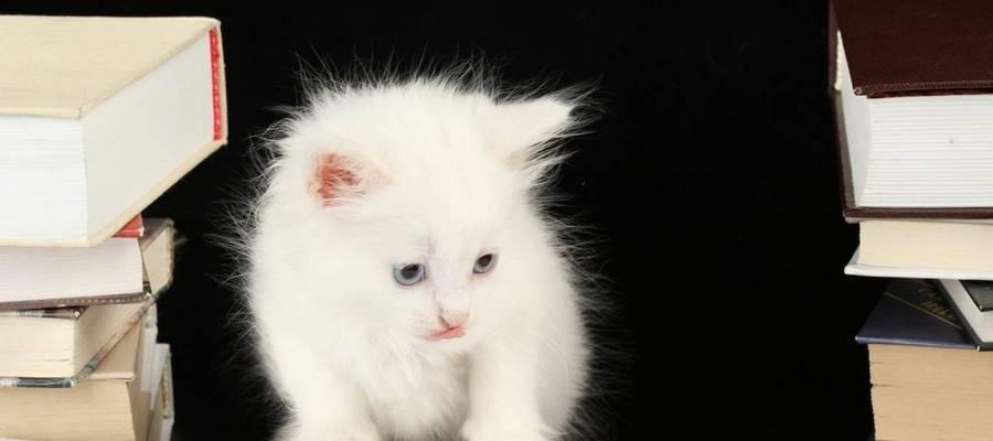 了解小猫性成熟表现的重要性（宠物猫成熟的标志和注意事项）