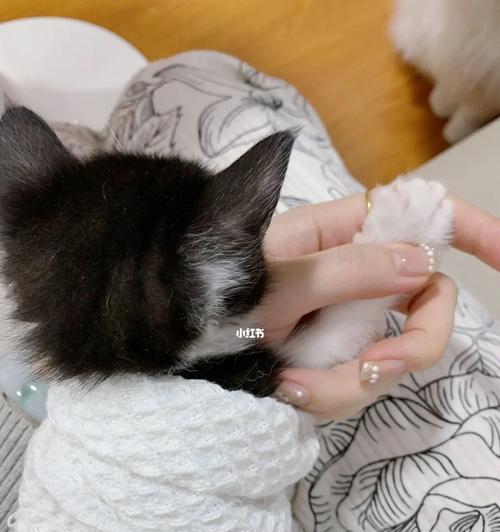小猫需不需要剪指甲（了解为什么和如何剪指甲）