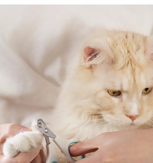 小猫需不需要剪指甲（了解为什么和如何剪指甲）