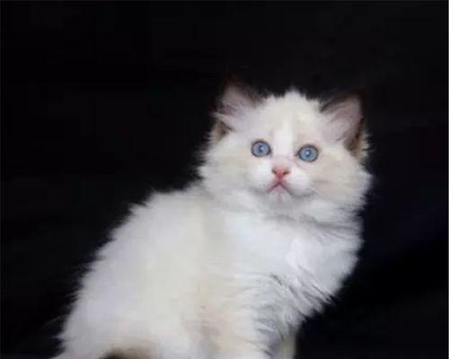 宠物小猫需要吃什么药（了解宠物小猫的健康需求）
