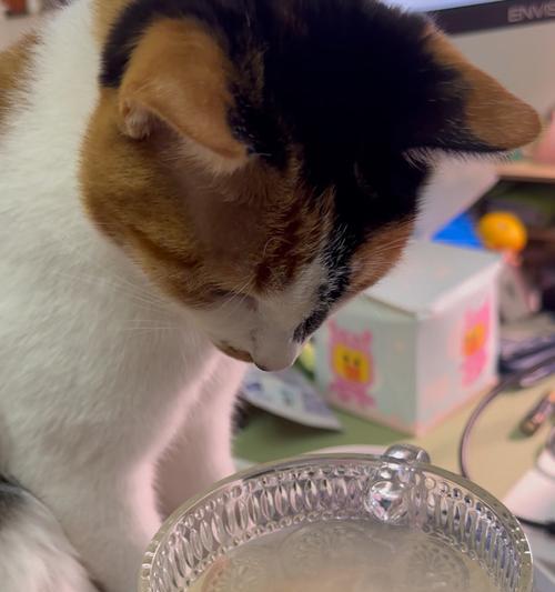 小猫喝水大全（如何满足小猫的水分需求）