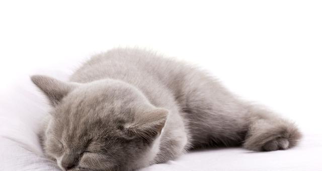 如何帮助虚弱拉肚子的小猫恢复健康（宠物主人必知的养猫经验与方法）