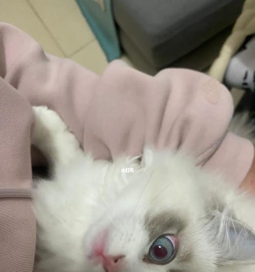 小猫眼出现血丝，该怎么办（宠物眼部健康）