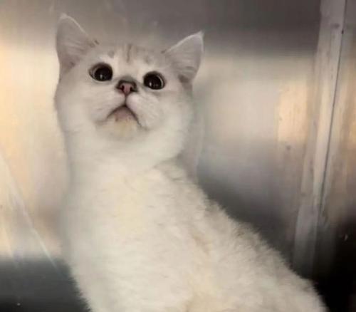 小猫眼角长包分泌物怎么办（宠物眼部常见问题及处理方法）