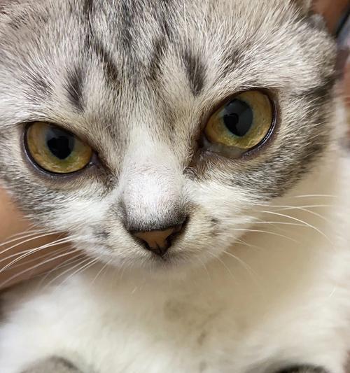 宠物小猫眼睛变白的原因与治疗方法（小猫眼睛变白色是什么病）