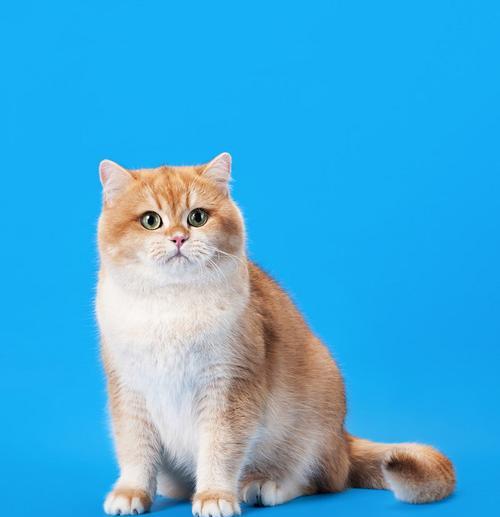 探秘小猫眼睛为何会是蓝色的（从遗传基因到品种特征）