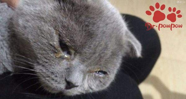 小猫眼睛流眼泪眼屎多的原因及解决方法（宠物猫的健康需谨慎）