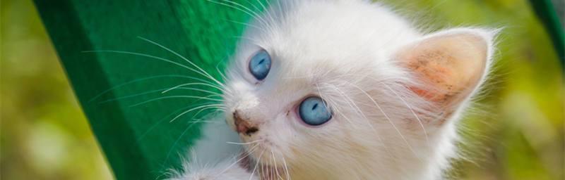 小猫眼睛白色之谜（探寻小猫眼睛白色的原因及影响）
