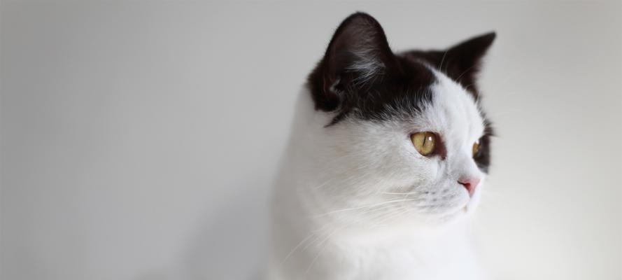 小猫眼睛白色之谜（探寻小猫眼睛白色的原因及影响）