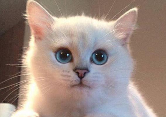 小猫眼睛向外，是疾病还是可爱（探究小猫眼睛向外的原因及处理方法）