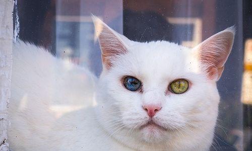 小猫眼睛向外，是疾病还是可爱（探究小猫眼睛向外的原因及处理方法）