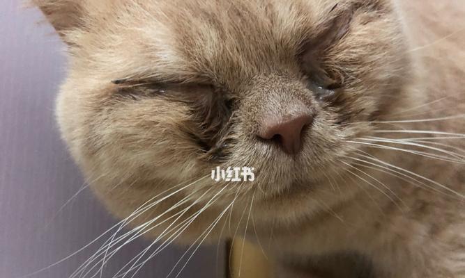宠物小猫眼睛睁不开应该怎么办（小猫眼睛睁不开）