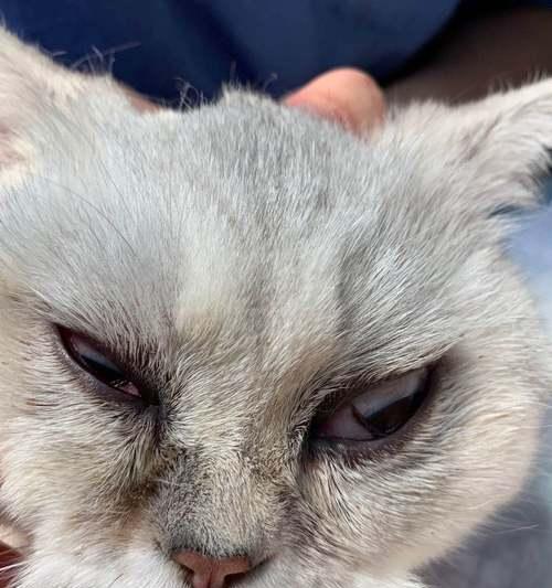 宠物小猫眼睛睁不开应该怎么办（小猫眼睛睁不开）