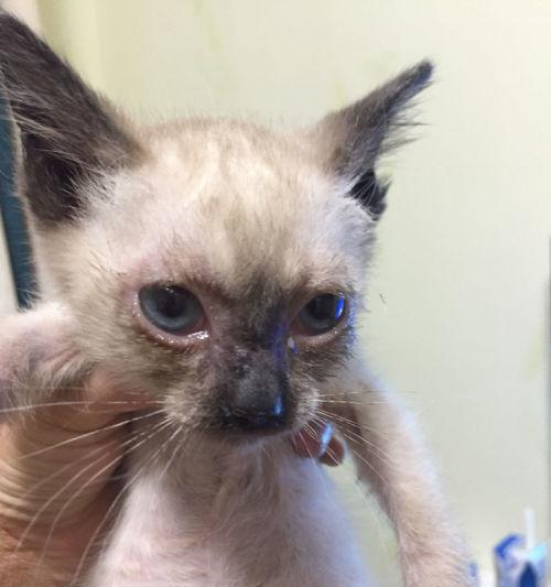 小猫眼睛肿了怎么办（宠物主人必看！如何应对小猫眼睛肿胀问题）