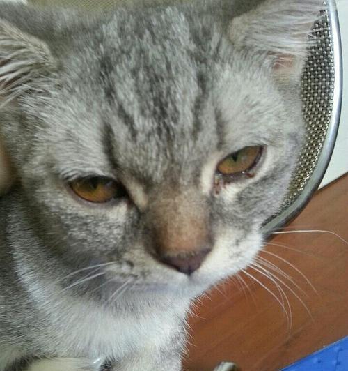 小猫的黄眼屎引发的眼睛问题（探讨小猫眼屎黄的原因及预防方法）