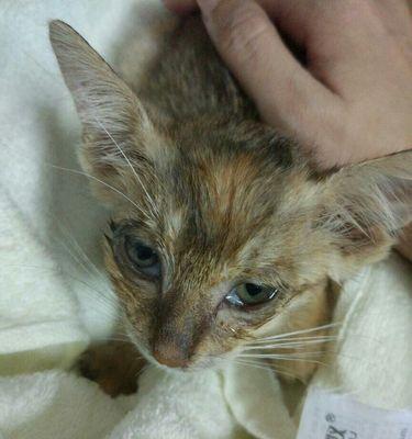 如何解决宠物小猫眼屎特别严重的问题（针对猫咪眼屎问题）