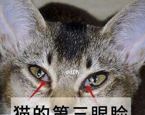 小猫眼睑内翻的问题及解决方法（宠物眼部问题需重视）