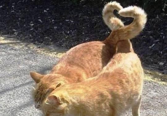 小猫摇尾巴的含义（探寻宠物语言与行为的奥秘）