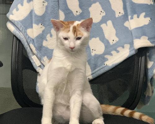 小猫咬人之惹人头疼的行为（以宠物为主的教育难题）