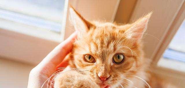 小猫咬人之惹人头疼的行为（以宠物为主的教育难题）