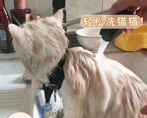 小猫咬主人的脸（小猫攻击主人）