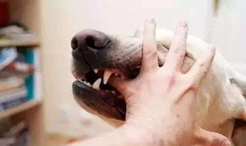 小猫咬主人的脸（小猫攻击主人）