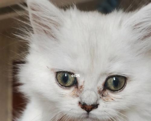 宠物小猫眼屎过多原因及解决办法（以小猫一个眼睛为例）