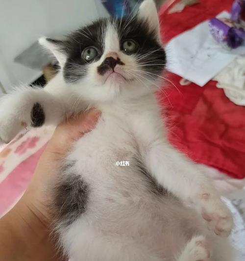 小猫一个月大时身体状况详解（探寻小猫一个月时的体重）