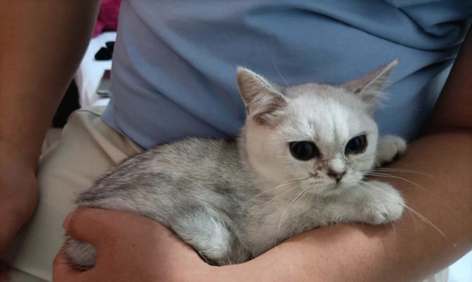 小猫一个月大时身体状况详解（探寻小猫一个月时的体重）