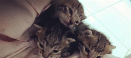 宠物猫的断奶时间（小猫断奶时间）
