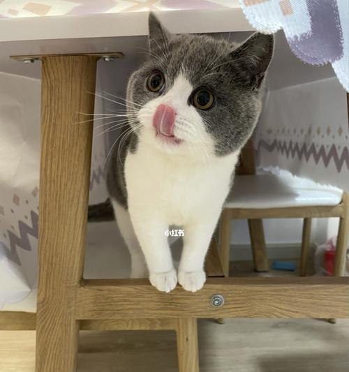 小猫一岁了还爱咬人怎么办（宠物主人必看）