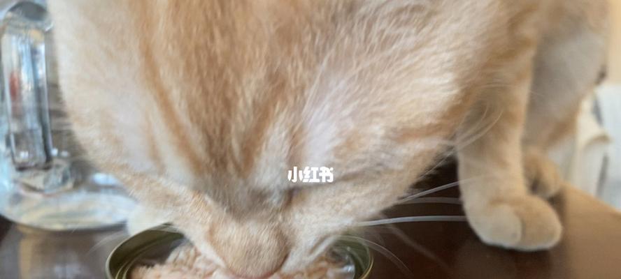 小猫每日300克罐头饮食计划（以宠物为主）