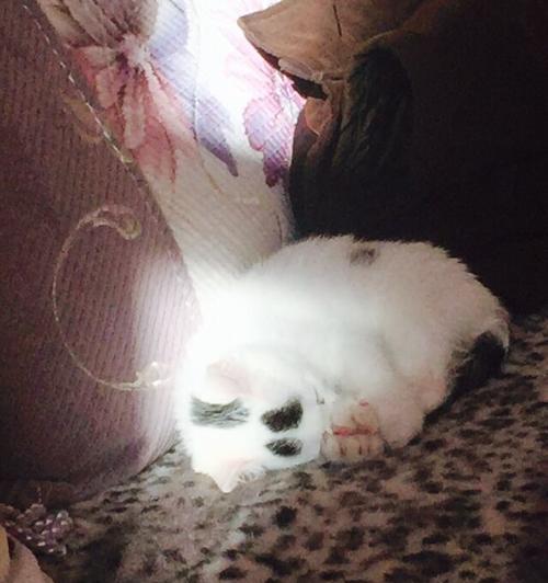 小猫的蛋黄摄入量及其对健康的影响（探究宠物小猫一天能吃多少蛋黄）