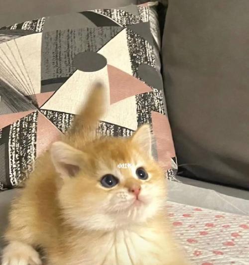 小猫的蛋黄摄入量及其对健康的影响（探究宠物小猫一天能吃多少蛋黄）