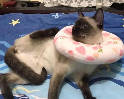 宠物小猫每日饮食需求量的科学规划（以鸡胸肉为主）