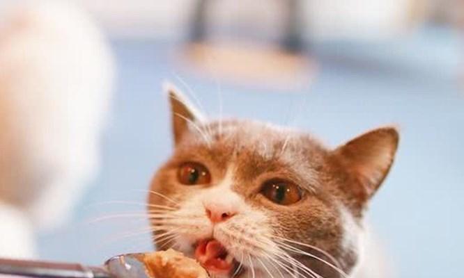 如何科学喂养宠物小猫（一天喂几餐最健康）