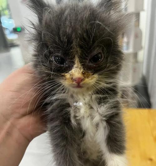 小猫的眼屎问题（从宠物健康角度看眼屎）