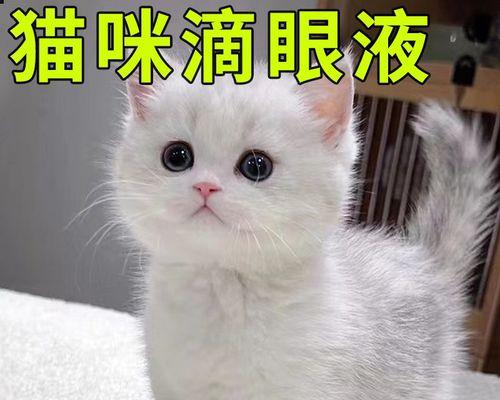 小猫的眼屎问题（从宠物健康角度看眼屎）