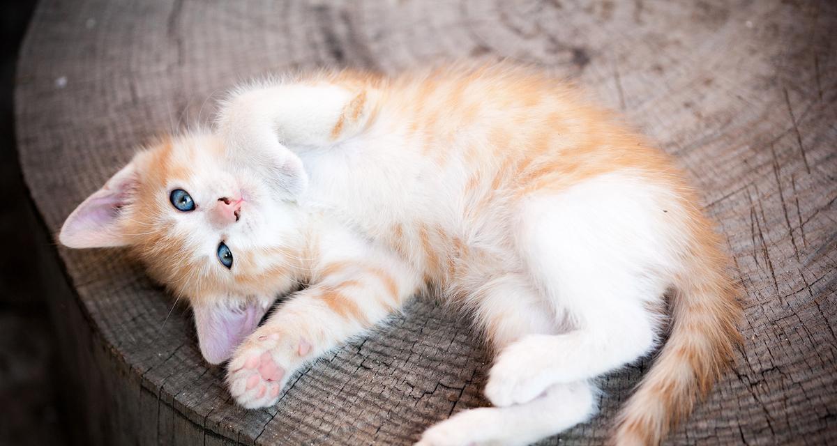 宠物小猫为什么会抽搐（了解小猫抽搐的原因和治疗方法）