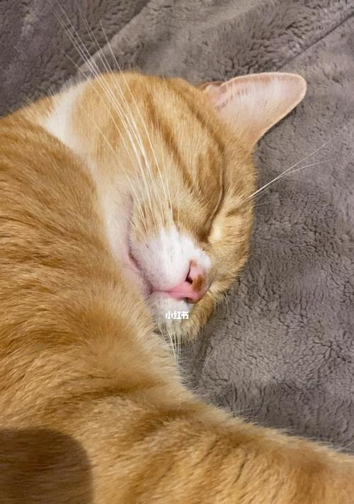 小猫的呼呼声（探寻宠物猫的睡眠习惯）