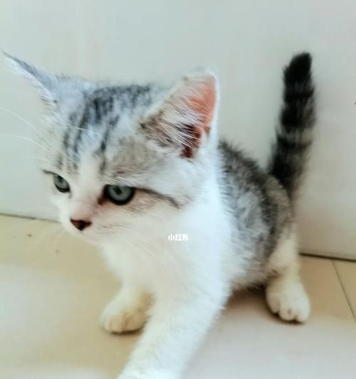 当宠物小猫不停叫，该如何应对（掌握训练技巧）