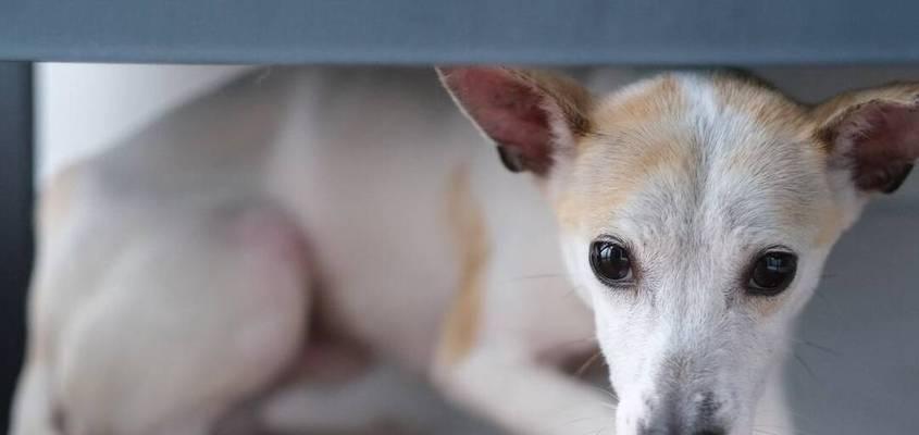 小猫为什么会一直叫乱咬（探究小猫行为的原因和解决方法）